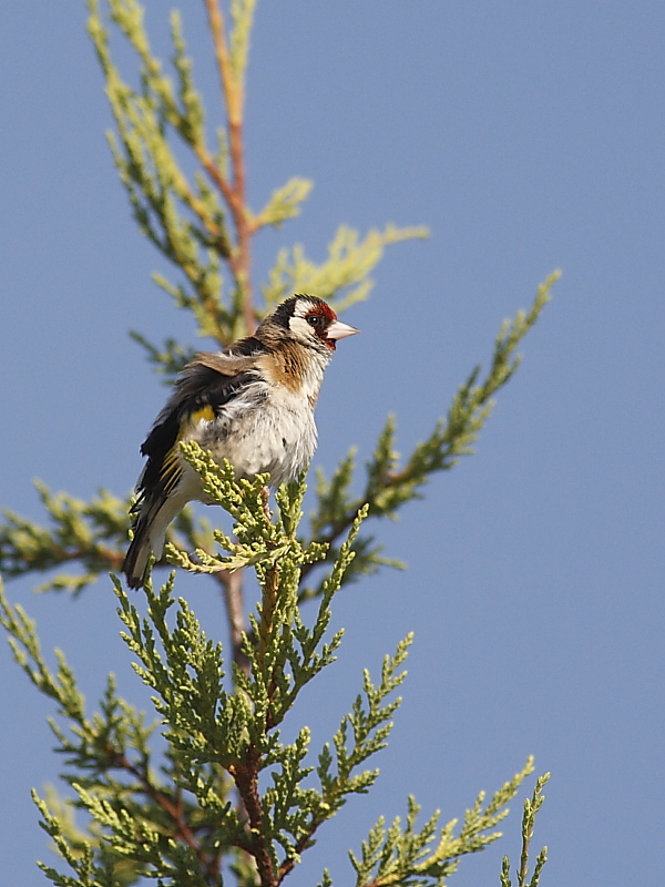 Cardellino stropicciato